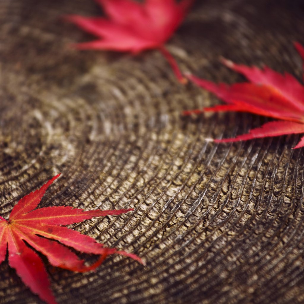 Обои листья, макро, красные, размытость, пенек, осенние, leaves, macro, red, blur, stump, autumn разрешение 2560x1600 Загрузить