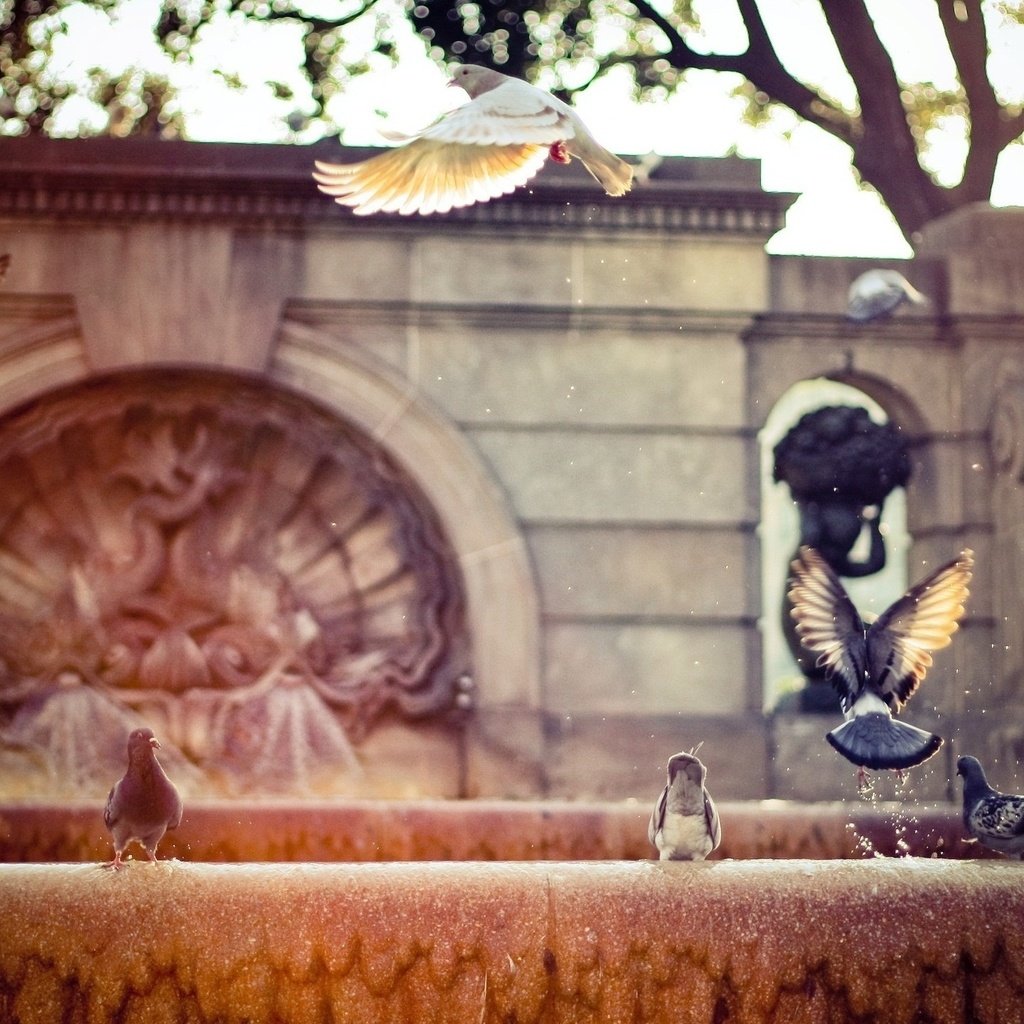 Обои фонтан, голуби, fountain, pigeons разрешение 2560x1440 Загрузить