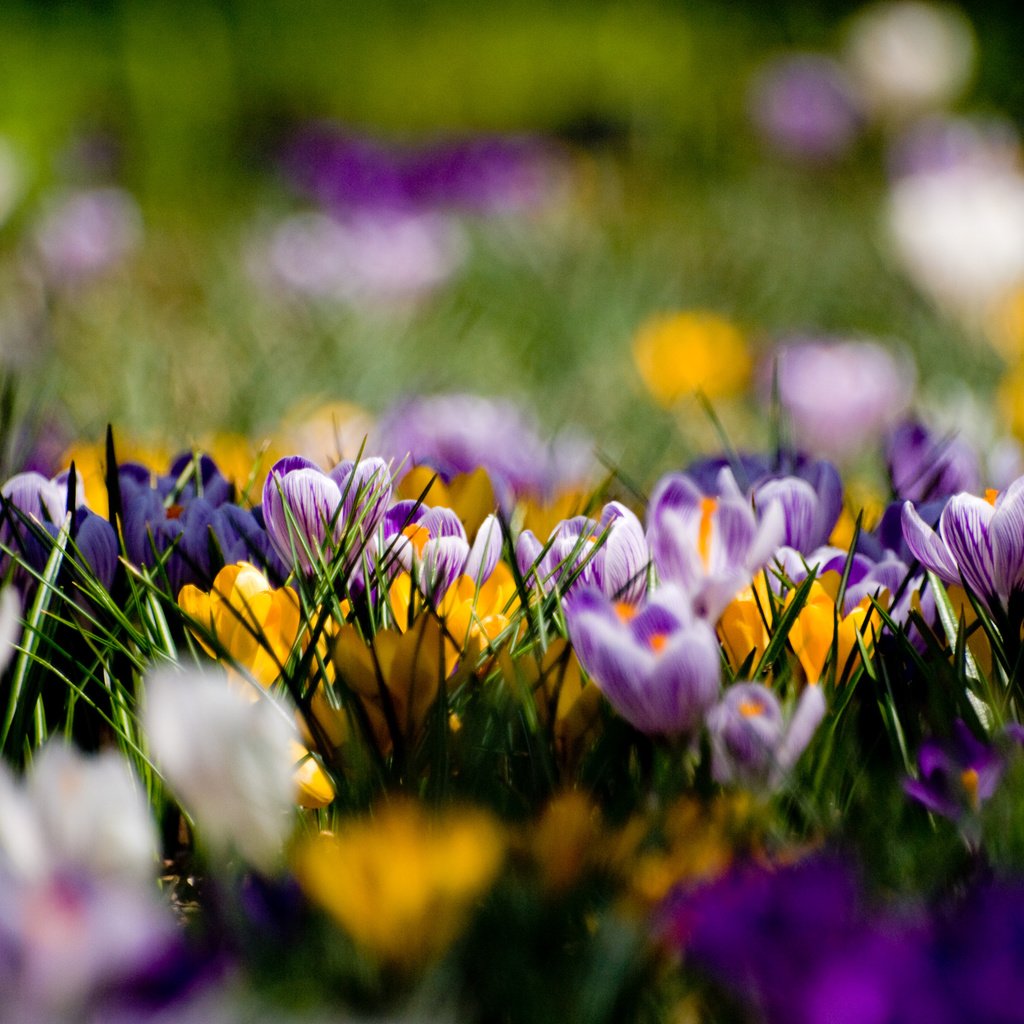 Обои фиолетовый, поляна, весна, крокусы, purple, glade, spring, crocuses разрешение 3648x2736 Загрузить