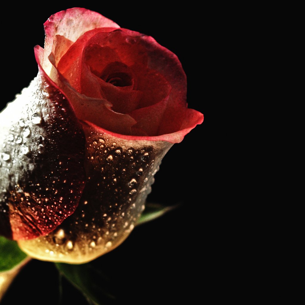 Обои цветок, роса, капли, роза, бутон, черный фон, cvetok, kapli, roza, flower, rosa, drops, rose, bud, black background разрешение 2560x1280 Загрузить