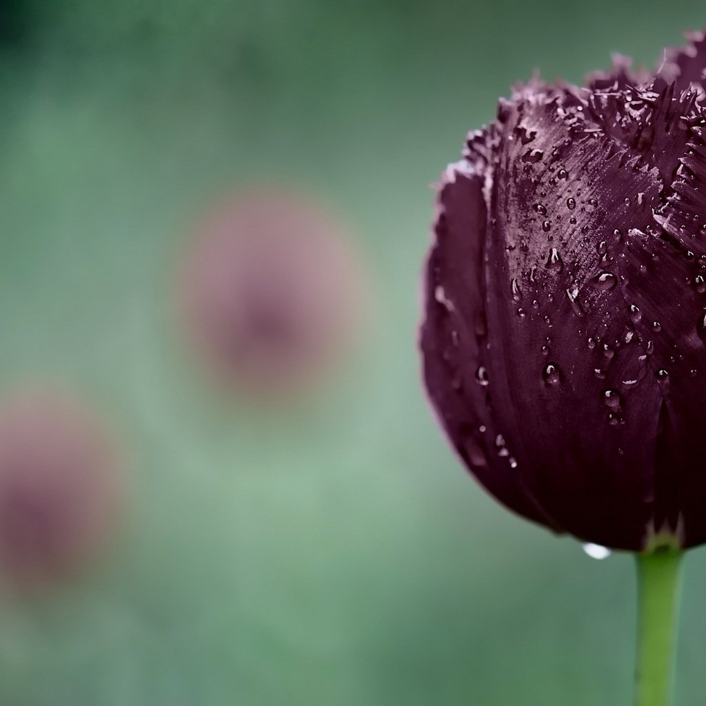 Обои макро, капли, тюльпан, macro, drops, tulip разрешение 1920x1200 Загрузить