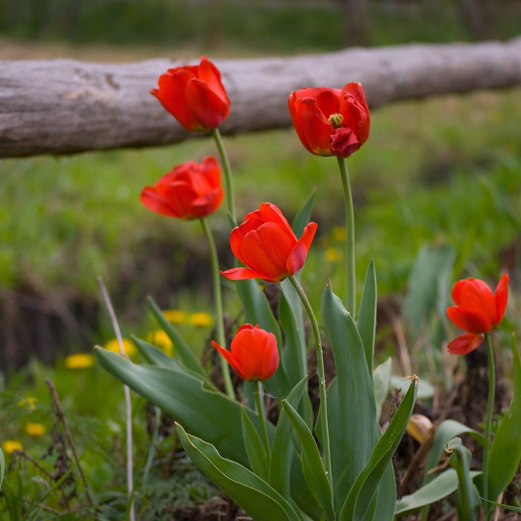 Обои забор, весна, тюльпаны, the fence, spring, tulips разрешение 3872x2592 Загрузить