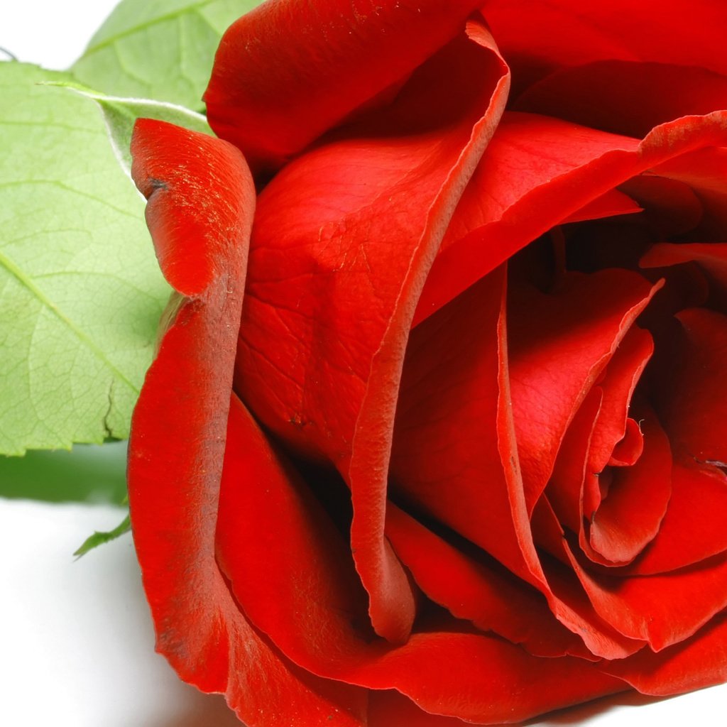 Обои макро, фон, роза, лепестки, красная, белый, macro, background, rose, petals, red, white разрешение 2560x1600 Загрузить