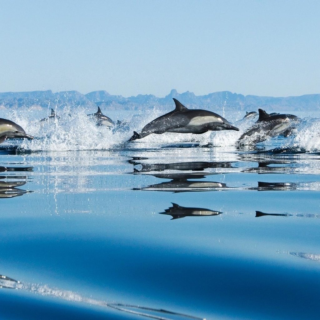 Обои вода, море, брызги, дельфины, прыжки, water, sea, squirt, dolphins, jumping разрешение 1920x1200 Загрузить