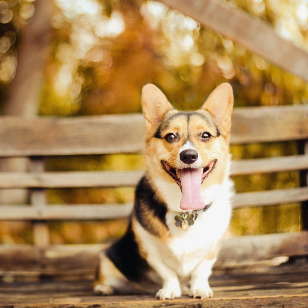 Обои взгляд, собака, скамейка, ошейник, язык, пес, вельш-корги, look, dog, bench, collar, language, welsh corgi разрешение 1920x1200 Загрузить