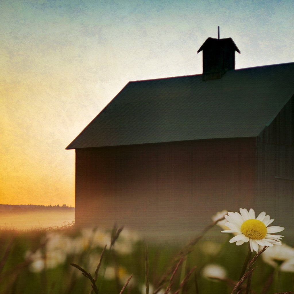 Обои небо, цветы, пейзаж, туман, дом, ромашки, the sky, flowers, landscape, fog, house, chamomile разрешение 1920x1080 Загрузить