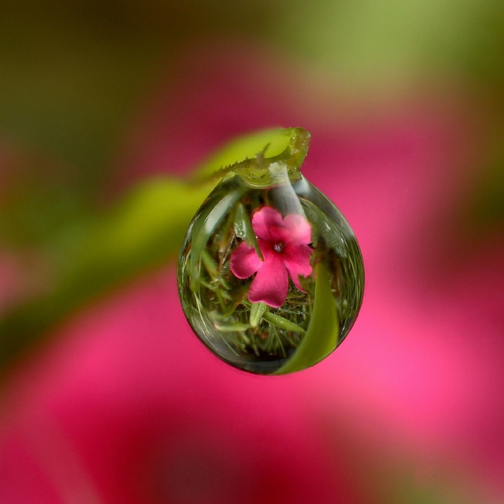 Обои трава, стебель, вода, природа, цветок, роса, капля, листок, розовый, grass, stem, water, nature, flower, rosa, drop, leaf, pink разрешение 2048x1588 Загрузить