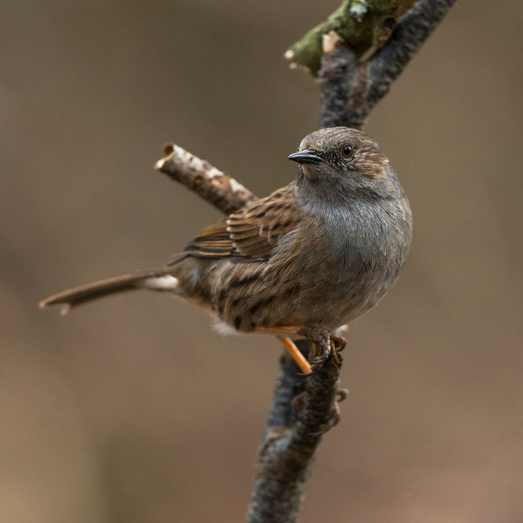 Обои ветка, макро, птица, клюв, воробей, перья, branch, macro, bird, beak, sparrow, feathers разрешение 2048x2048 Загрузить