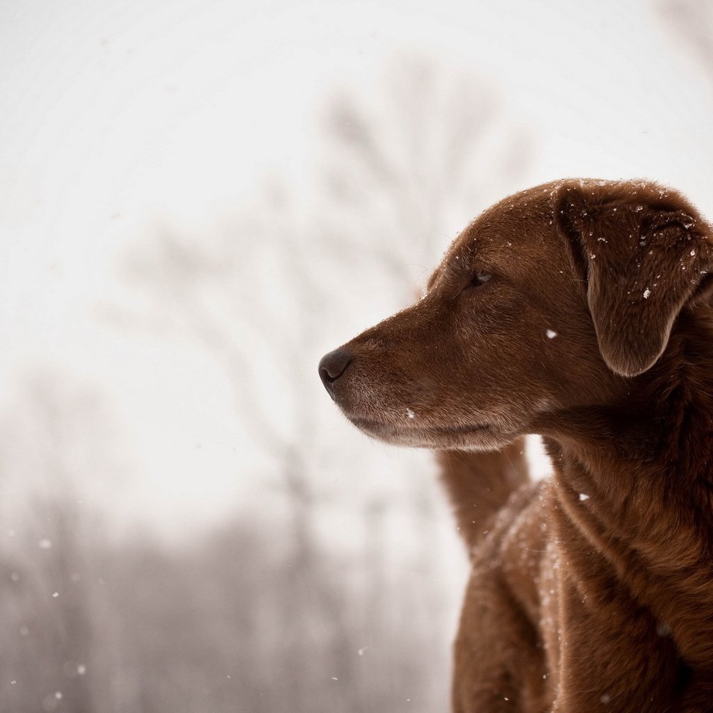 Обои зима, снежинки, взгляд, собака, друг, winter, snowflakes, look, dog, each разрешение 1920x1200 Загрузить