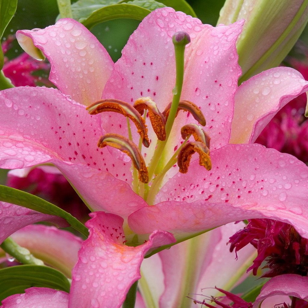 Обои цветы, цветок, лилия, розовая, капли воды, flowers, flower, lily, pink, water drops разрешение 1920x1200 Загрузить