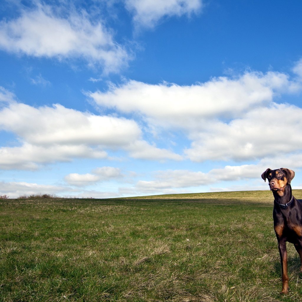 Обои облака, поле, собака, доберман, clouds, field, dog, doberman разрешение 2560x1600 Загрузить