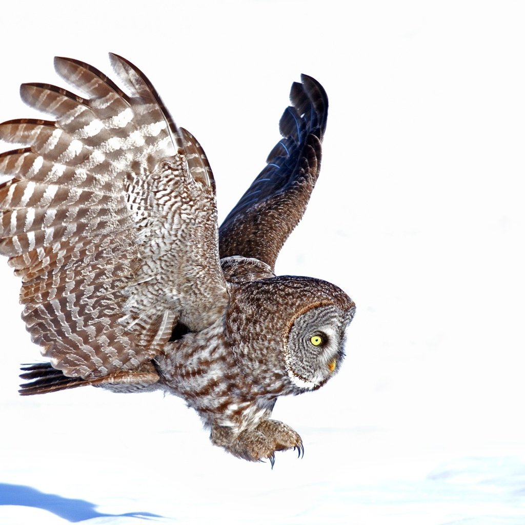 Обои сова, полет, крылья, птица, белый фон, owl, flight, wings, bird, white background разрешение 3000x1968 Загрузить