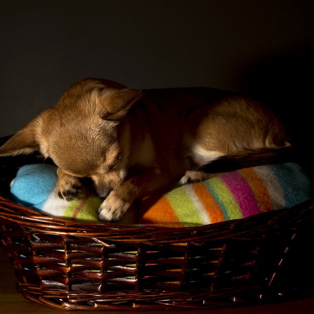 Обои сон, собака, корзина, чихуахуа, sleep, dog, basket, chihuahua разрешение 2560x1600 Загрузить