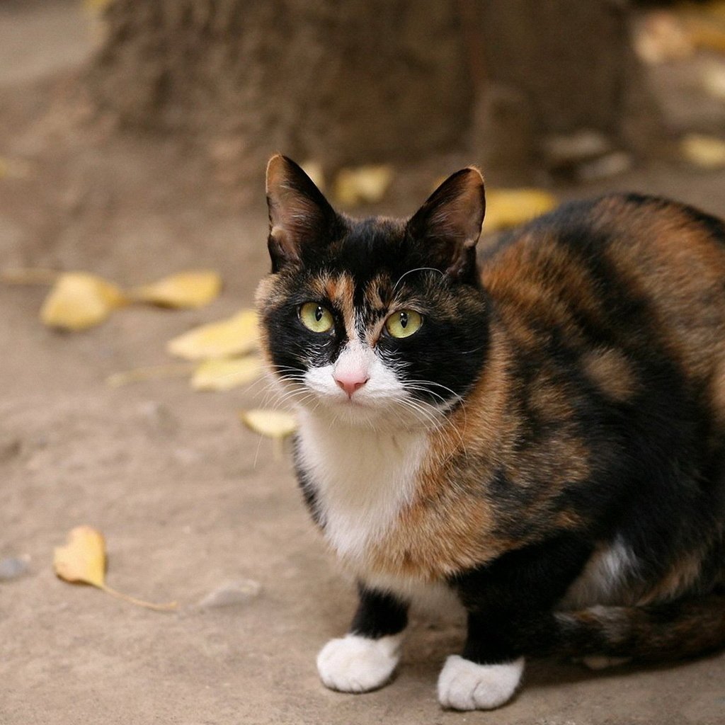 Обои кот, кошка, взгляд, осень, желтые листья, пятнистый, трехцветный, cat, look, autumn, yellow leaves, spotted, tri-color разрешение 1920x1200 Загрузить