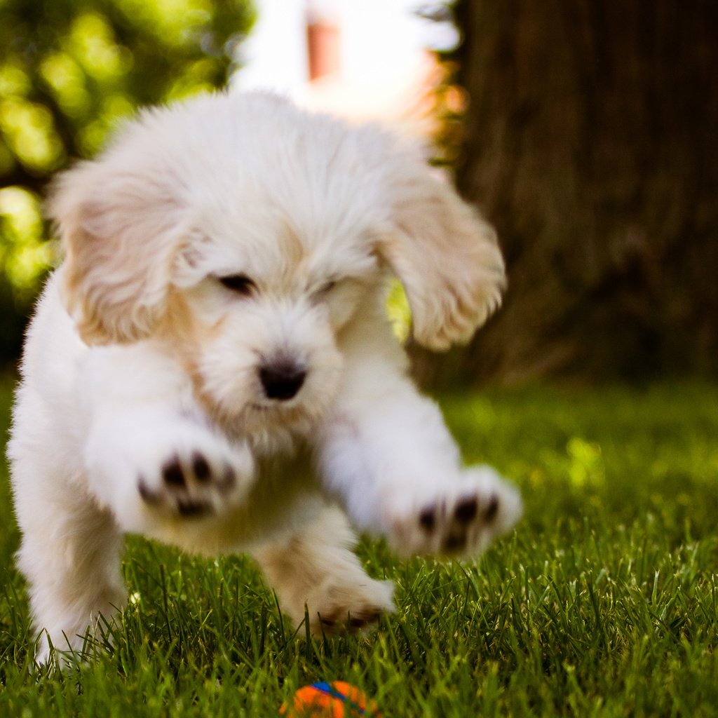 Обои трава, белый, собака, щенок, игра, мячик, grass, white, dog, puppy, the game, the ball разрешение 2560x1600 Загрузить