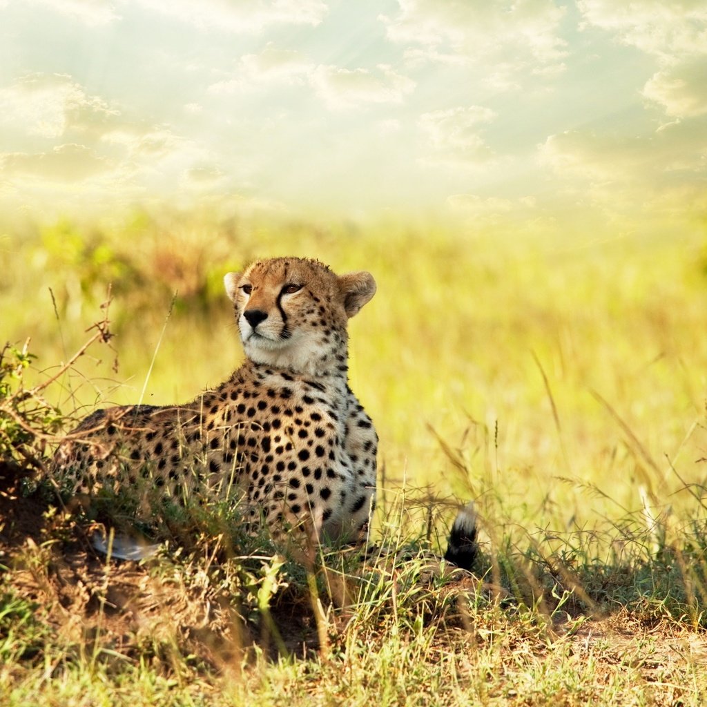 Обои африка, хищник, гепард, саванна, africa, predator, cheetah, savannah разрешение 2560x1600 Загрузить
