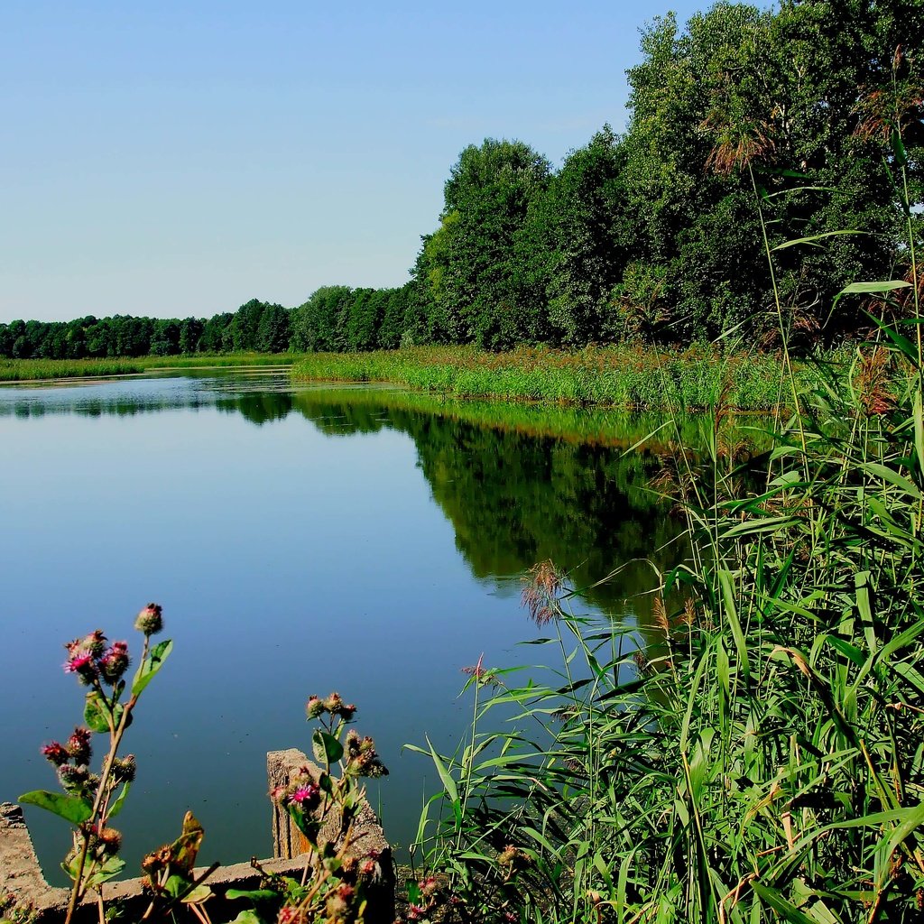 Обои трава, деревья, озеро, река, растение, grass, trees, lake, river, plant разрешение 3296x2472 Загрузить