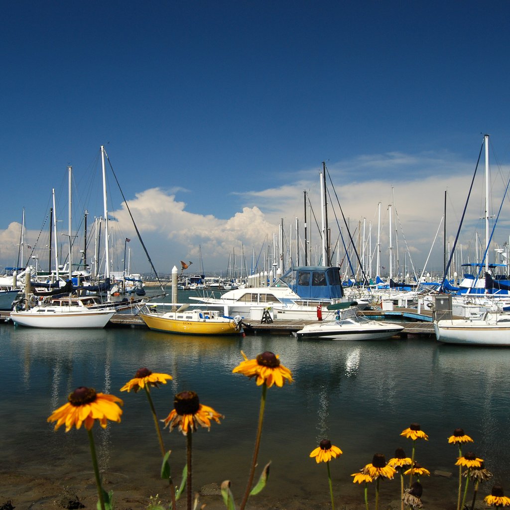 Обои цветы, море, яхты, flowers, sea, yachts разрешение 3872x2592 Загрузить