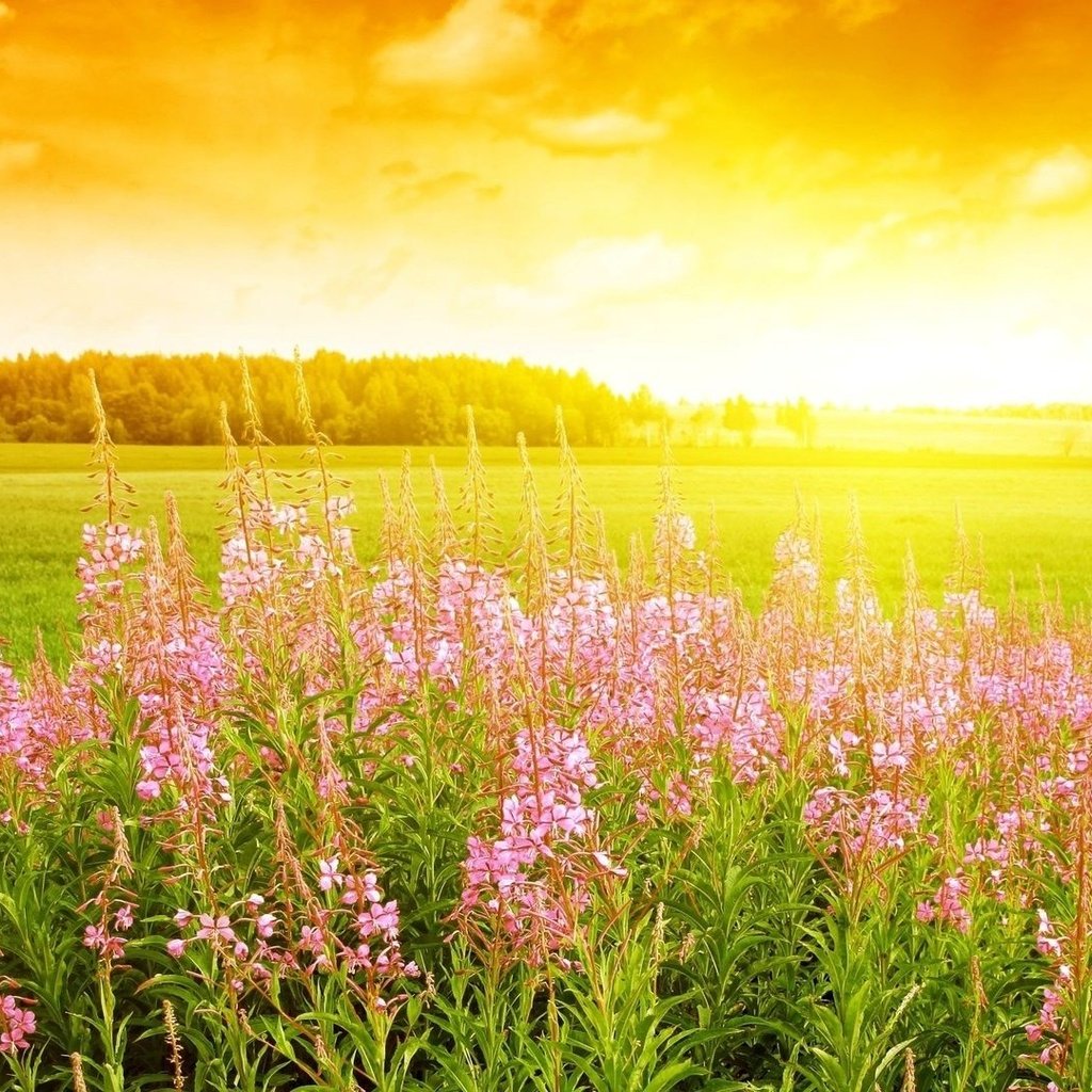 Обои цветы, облака, солнце, лес, поле, поляна, иван-чай, кипрей, flowers, clouds, the sun, forest, field, glade, ivan-tea, fireweed разрешение 1920x1080 Загрузить