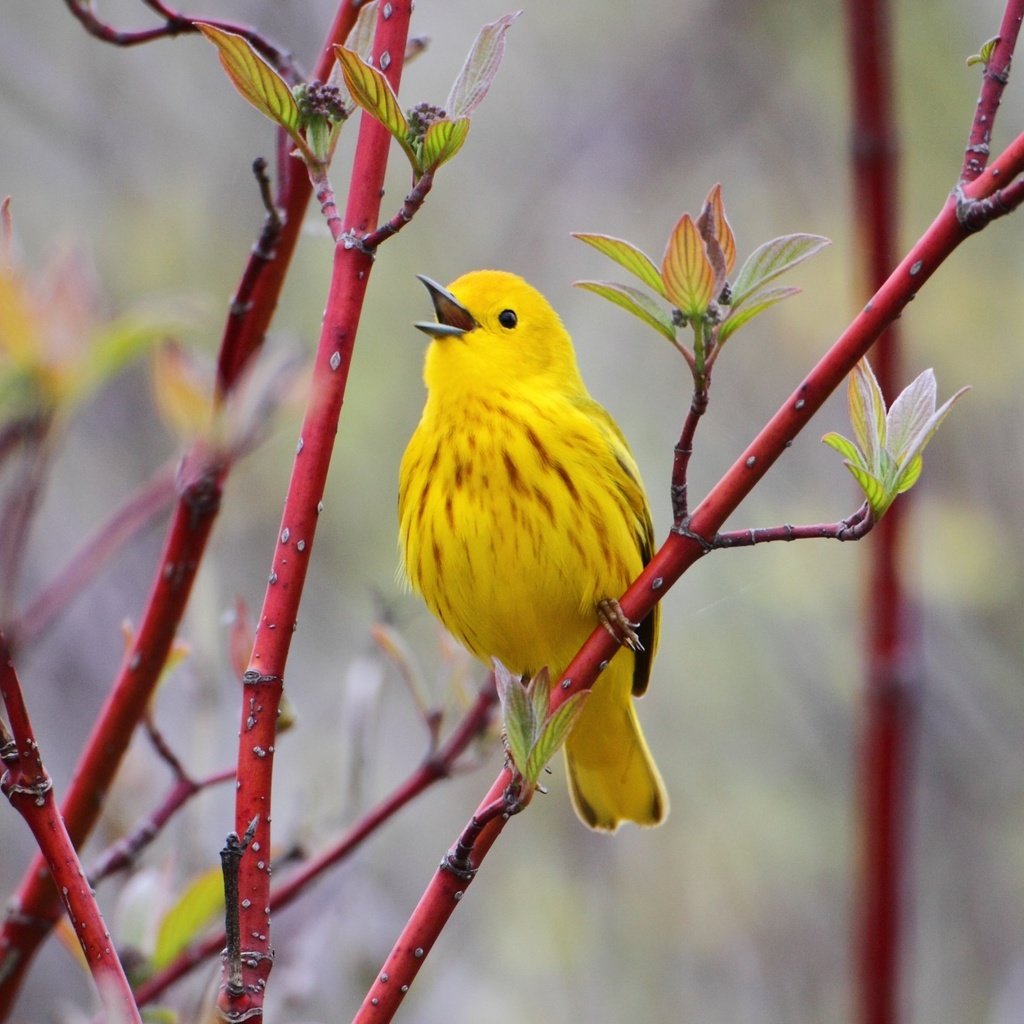 Обои ветка, природа, птицы, птица, птичка, жёлтая, желтая славка, branch, nature, birds, bird, yellow, yellow warbler разрешение 2150x1390 Загрузить