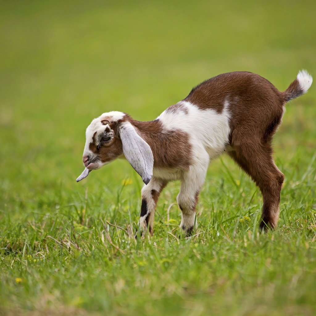 Обои трава, животные, лужайка, детеныш, козленок, козы, grass, animals, lawn, cub, goat, goats разрешение 2048x1365 Загрузить