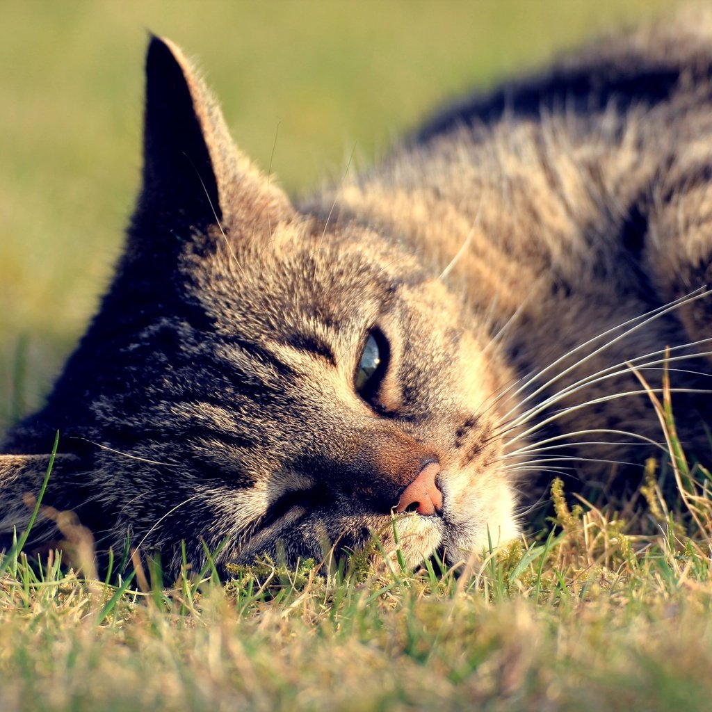 Обои трава, кот, кошка, отдых, полосатый, grass, cat, stay, striped разрешение 3600x2400 Загрузить