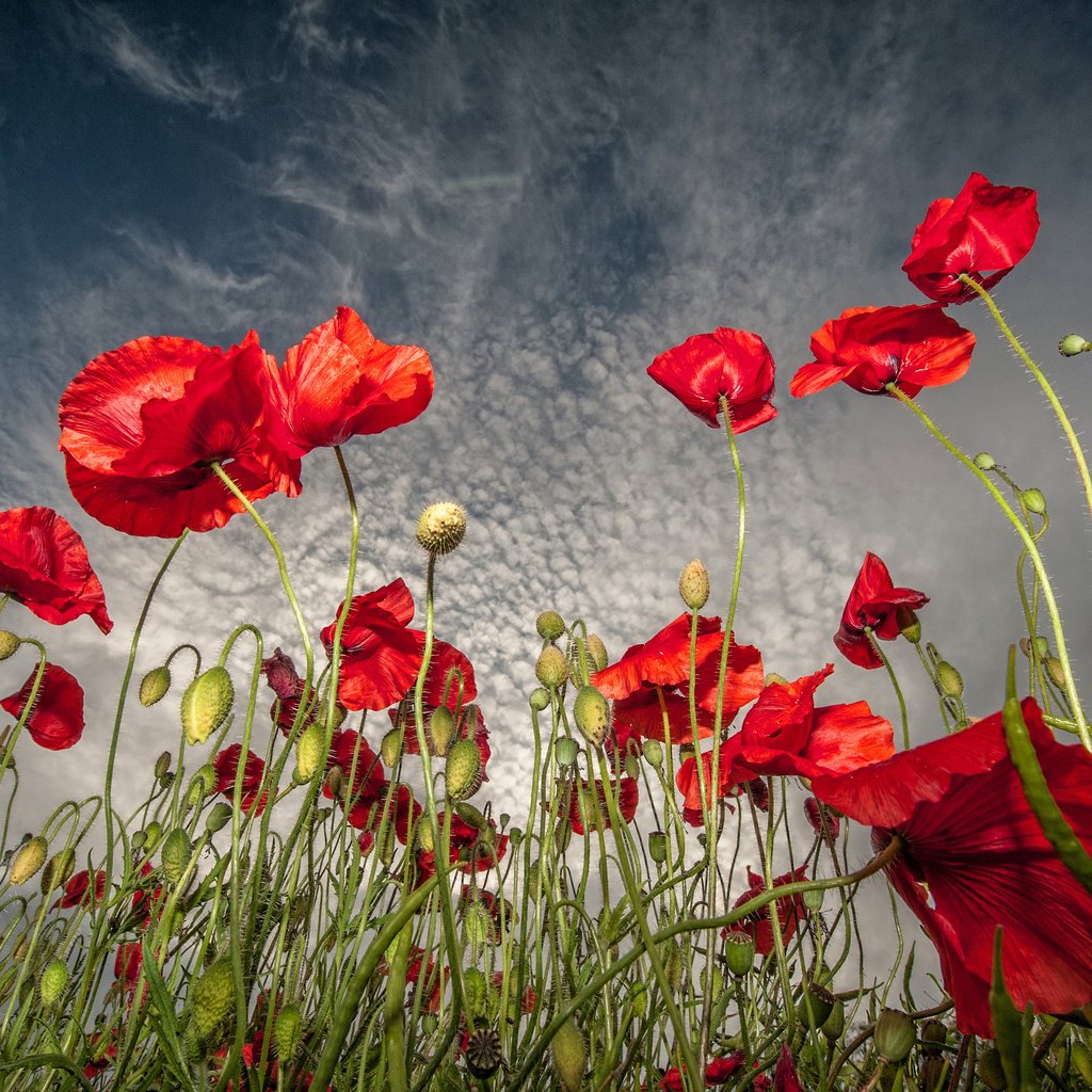 Обои небо, цветы, поле, маки, the sky, flowers, field, maki разрешение 2048x1697 Загрузить