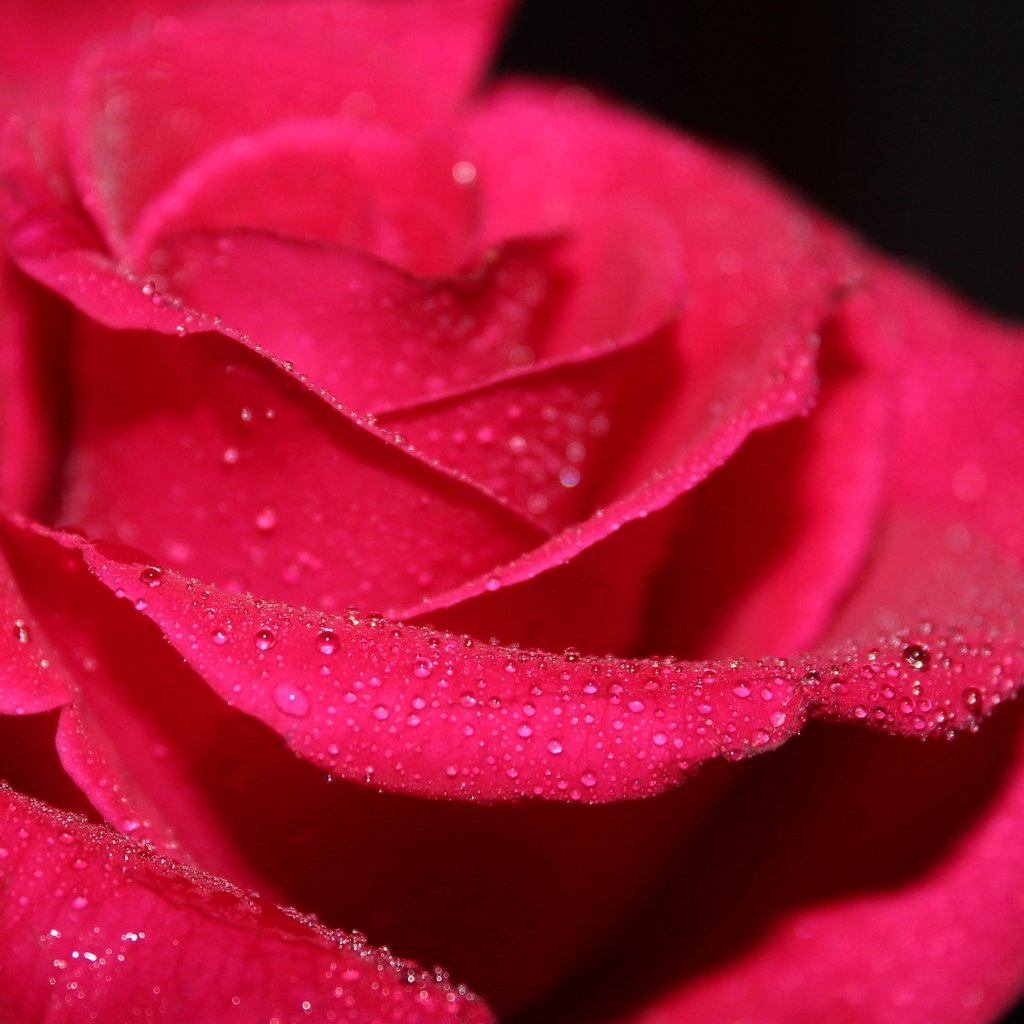 Обои вода, макро, цветок, роса, капли, роза, красная, water, macro, flower, rosa, drops, rose, red разрешение 2560x1600 Загрузить