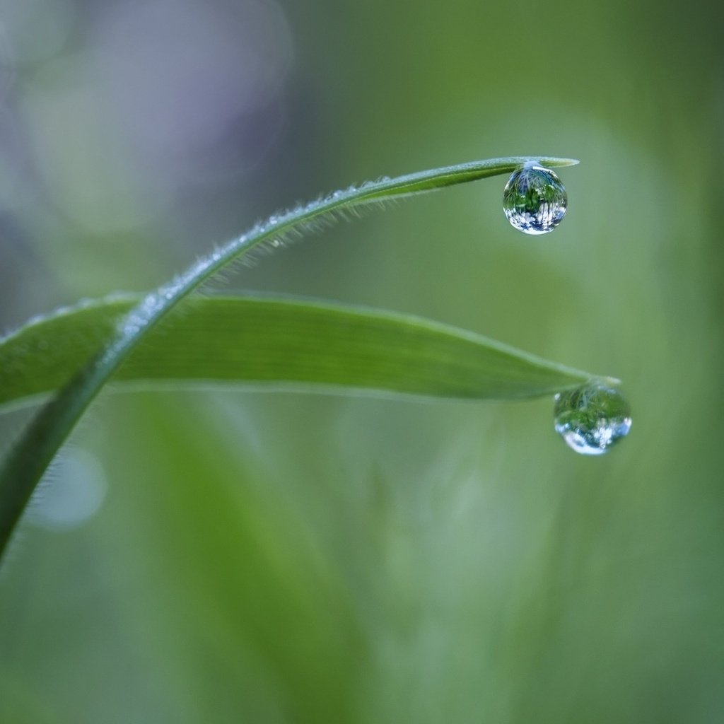 Обои трава, макро, роса, капля, травинки, grass, macro, rosa, drop разрешение 1920x1080 Загрузить