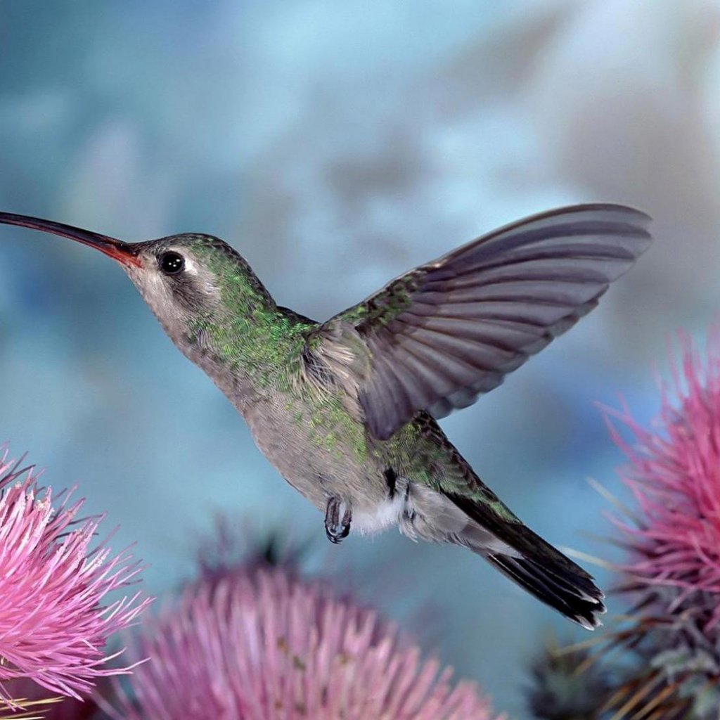 Обои колибри, hummingbird разрешение 1920x1080 Загрузить