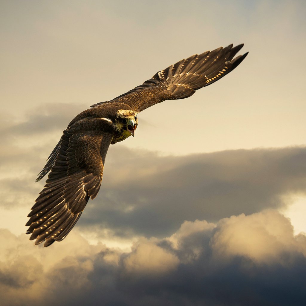 Обои небо, тучи, швейцария, орел, птица, buchs, the sky, clouds, switzerland, eagle, bird разрешение 2560x1600 Загрузить