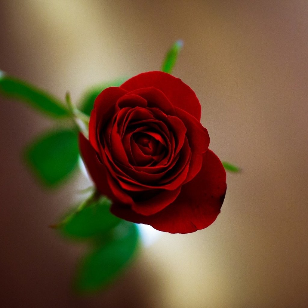 Обои цветы, полноэкранные, обои, широкоэкранные, валлпапер, фон, цветком, цветок, широкоформатные, красная роза, hd wallpapers, размытие, цветочек, flowers, full screen, wallpaper, background, flower, widescreen, red rose, blur разрешение 1920x1080 Загрузить