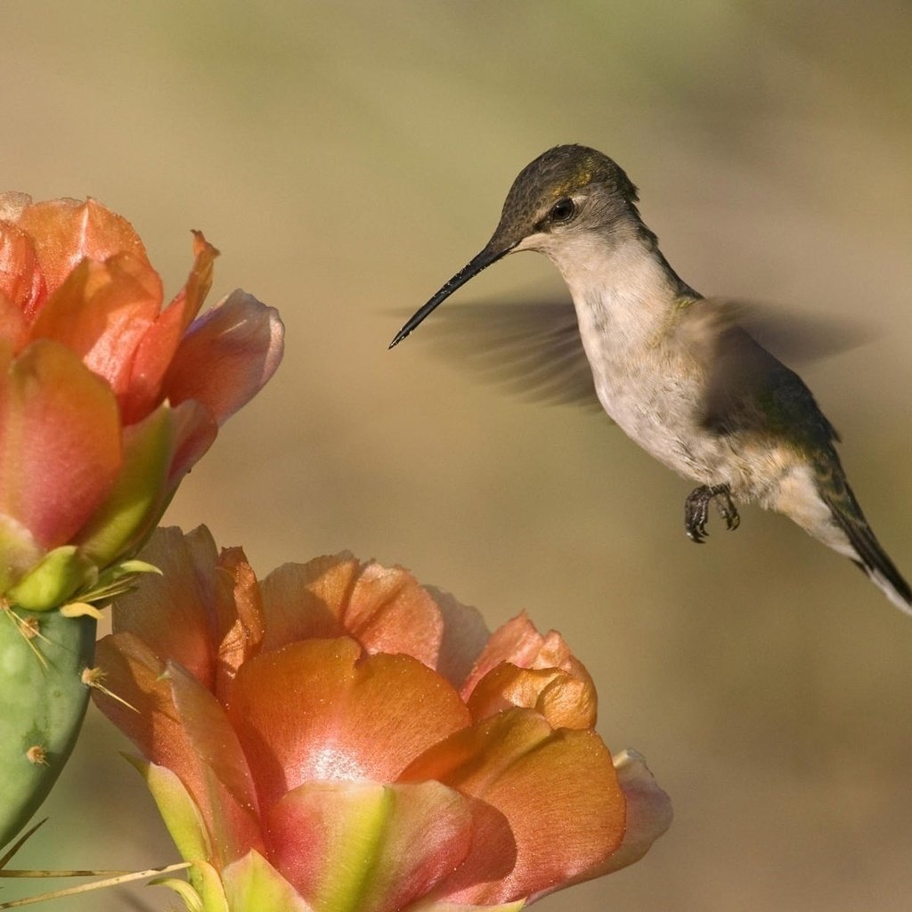 Обои природа, фон, пейзаж, цветок, птица, колибри, nature, background, landscape, flower, bird, hummingbird разрешение 1920x1200 Загрузить