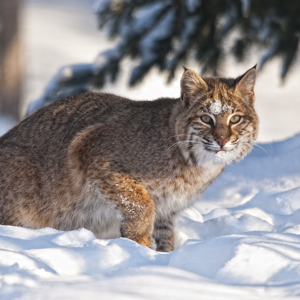 Обои снег, зима, рысь, snow, winter, lynx разрешение 1920x1200 Загрузить