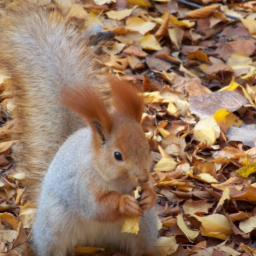 Обои листья, осень, белка, орех, грызет, leaves, autumn, protein, walnut, nibbles разрешение 2560x1600 Загрузить