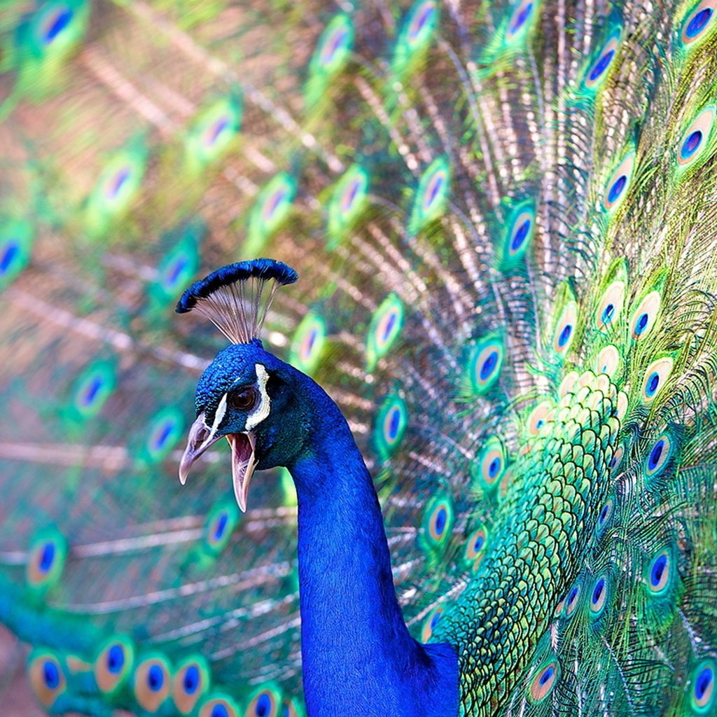 Обои красота, птица, павлин, beauty, bird, peacock разрешение 1920x1200 Загрузить