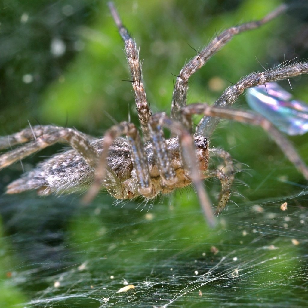 Обои макро, капли, блеск, паук, паутина, macro, drops, shine, spider, web разрешение 1920x1200 Загрузить