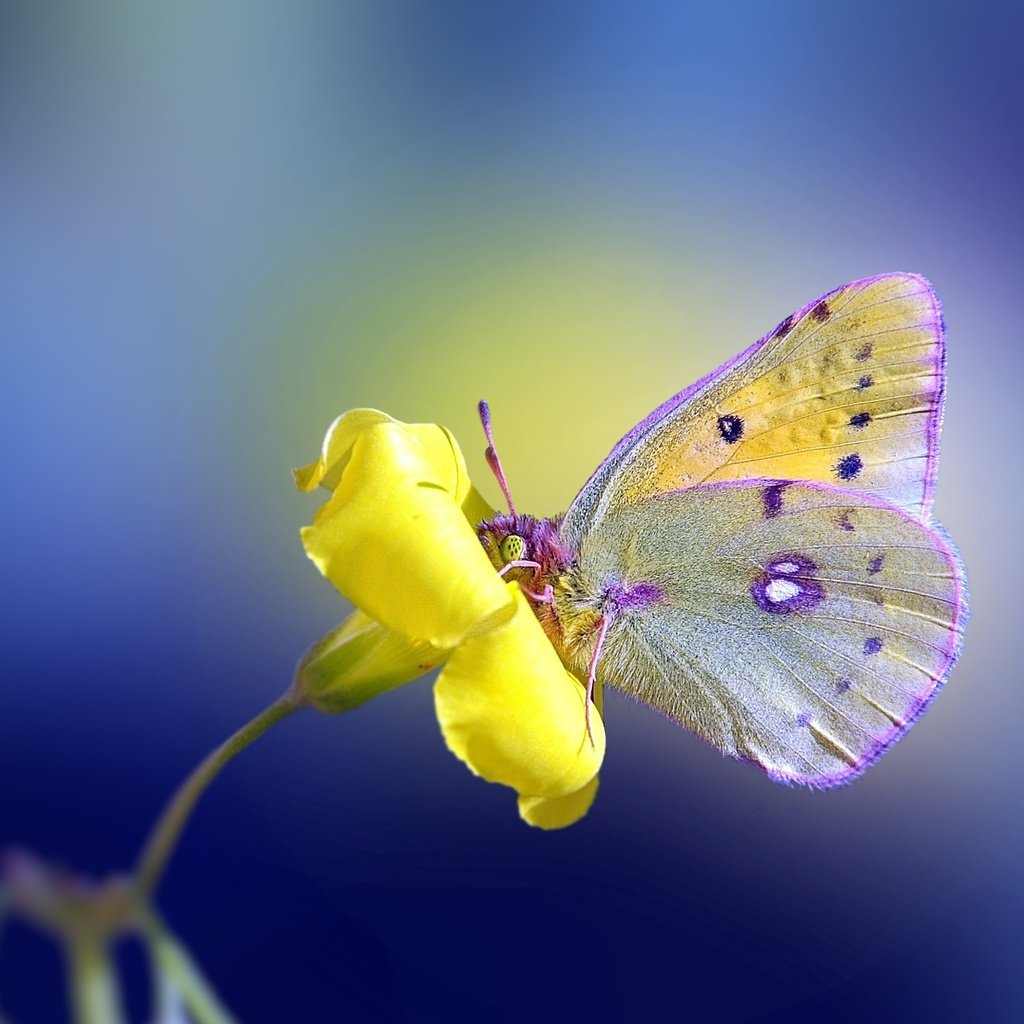 Обои желтый, фон, цветок, бабочка, yellow, background, flower, butterfly разрешение 2560x1600 Загрузить