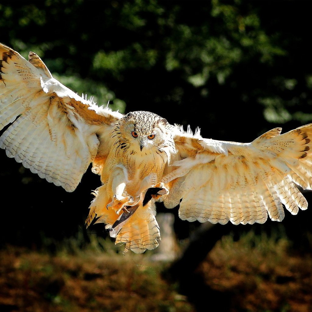 Обои сова, полет, крылья, птица, owl, flight, wings, bird разрешение 1920x1200 Загрузить