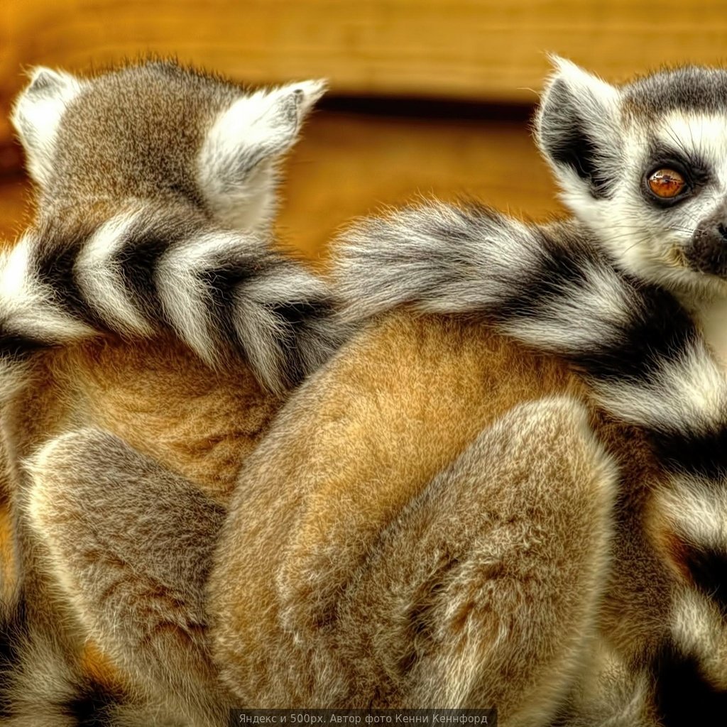 Обои лемуры, лемур, спина к спине, кошачий лемур, катта, lemurs, lemur, back to back, a ring-tailed lemur, katta разрешение 1920x1080 Загрузить