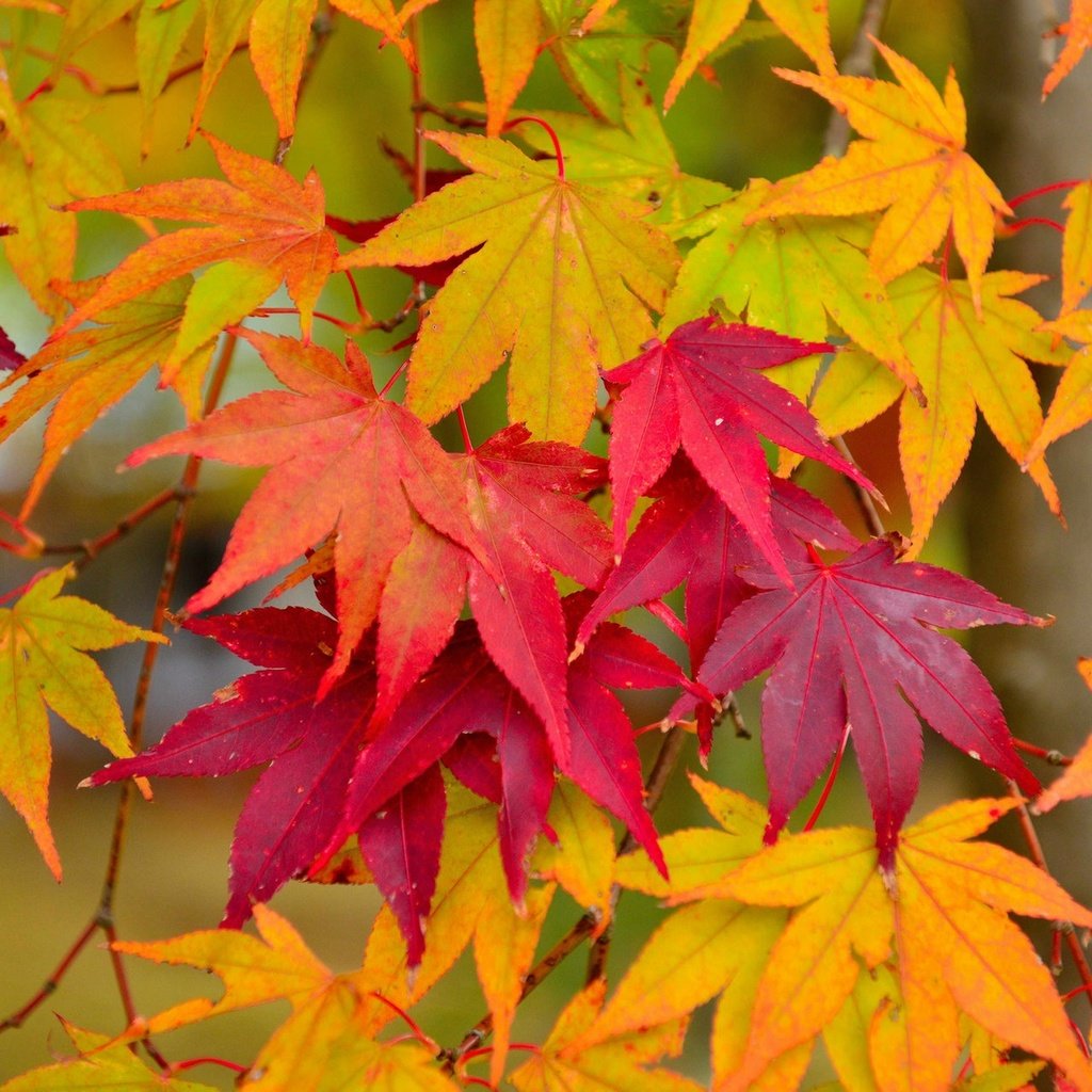 Обои листья, макро, осень, клен, кленовый лист, осенние листья, leaves, macro, autumn, maple, maple leaf, autumn leaves разрешение 1920x1200 Загрузить