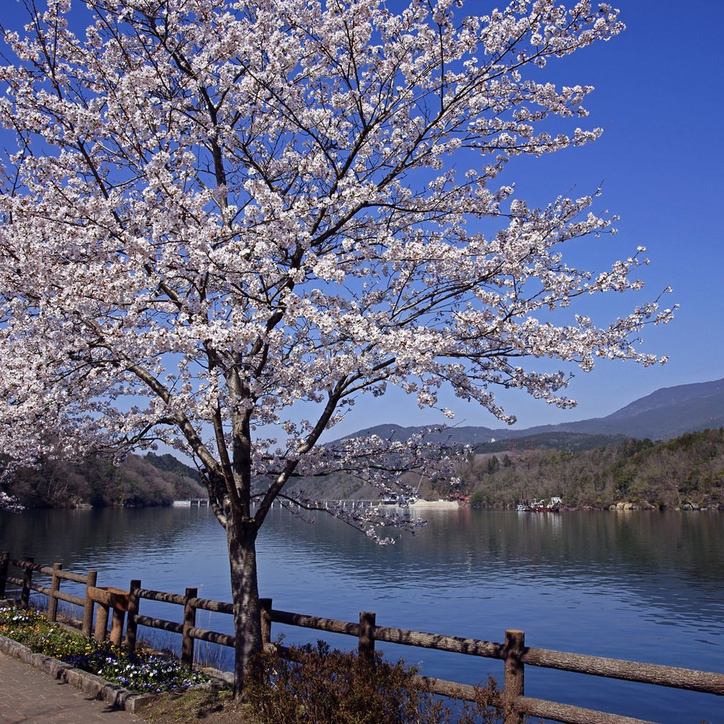 Обои река, пейзаж, япония, весна, сакура, river, landscape, japan, spring, sakura разрешение 1920x1200 Загрузить