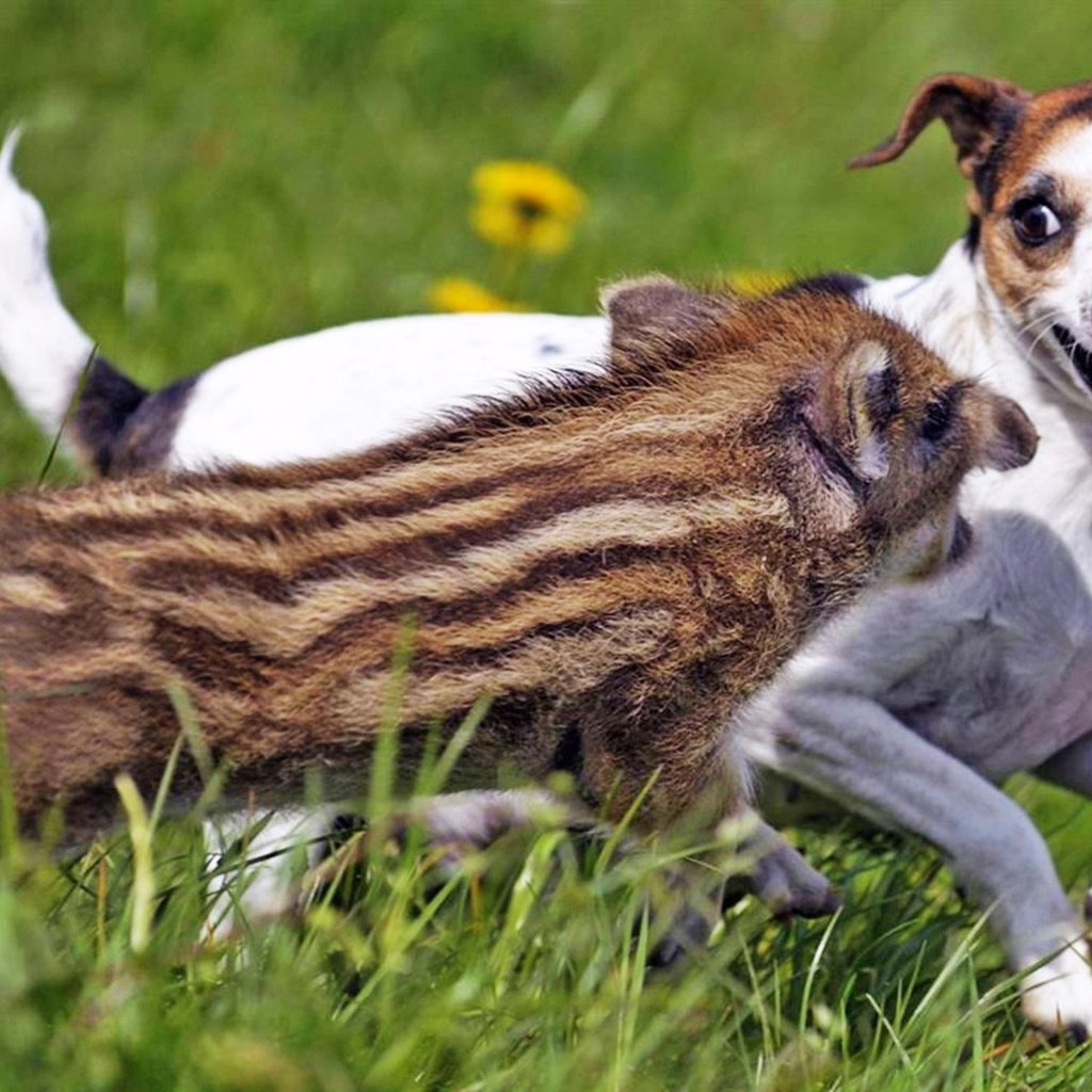 Обои собака, друзья, кабан, позитив, джек-рассел-терьер, хрюшка, dog, friends, boar, positive, jack russell terrier, pig разрешение 1920x1200 Загрузить