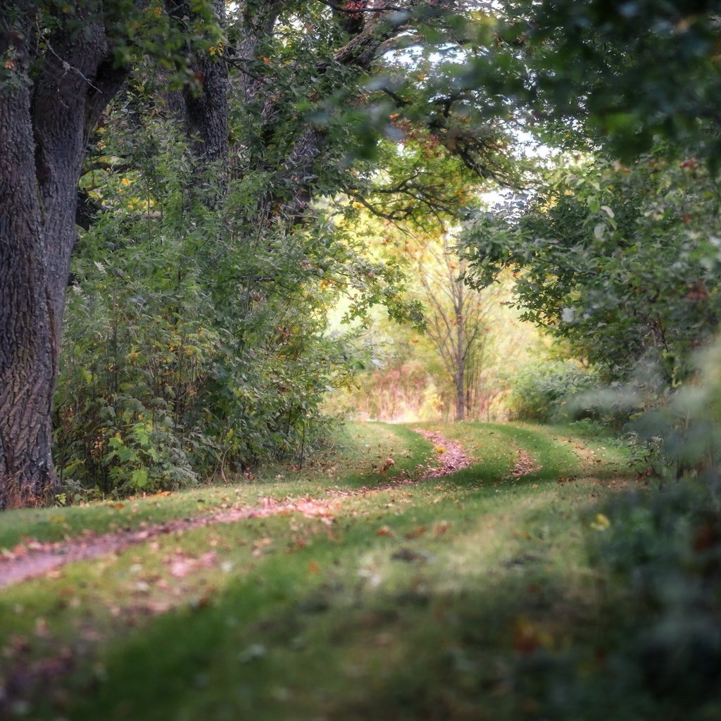 Обои дорога, природа, лес, road, nature, forest разрешение 2560x1600 Загрузить