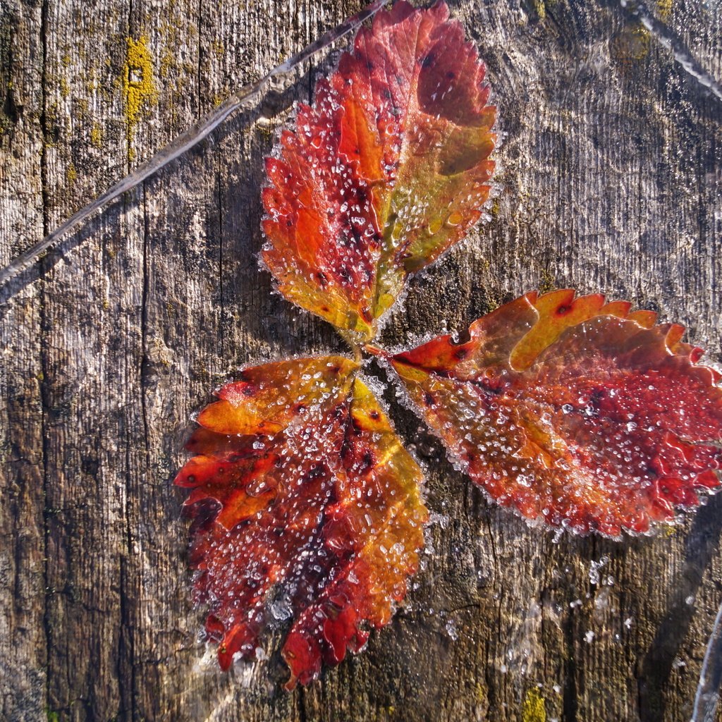 Обои природа, листья, иней, лёд, nature, leaves, frost, ice разрешение 4912x2760 Загрузить