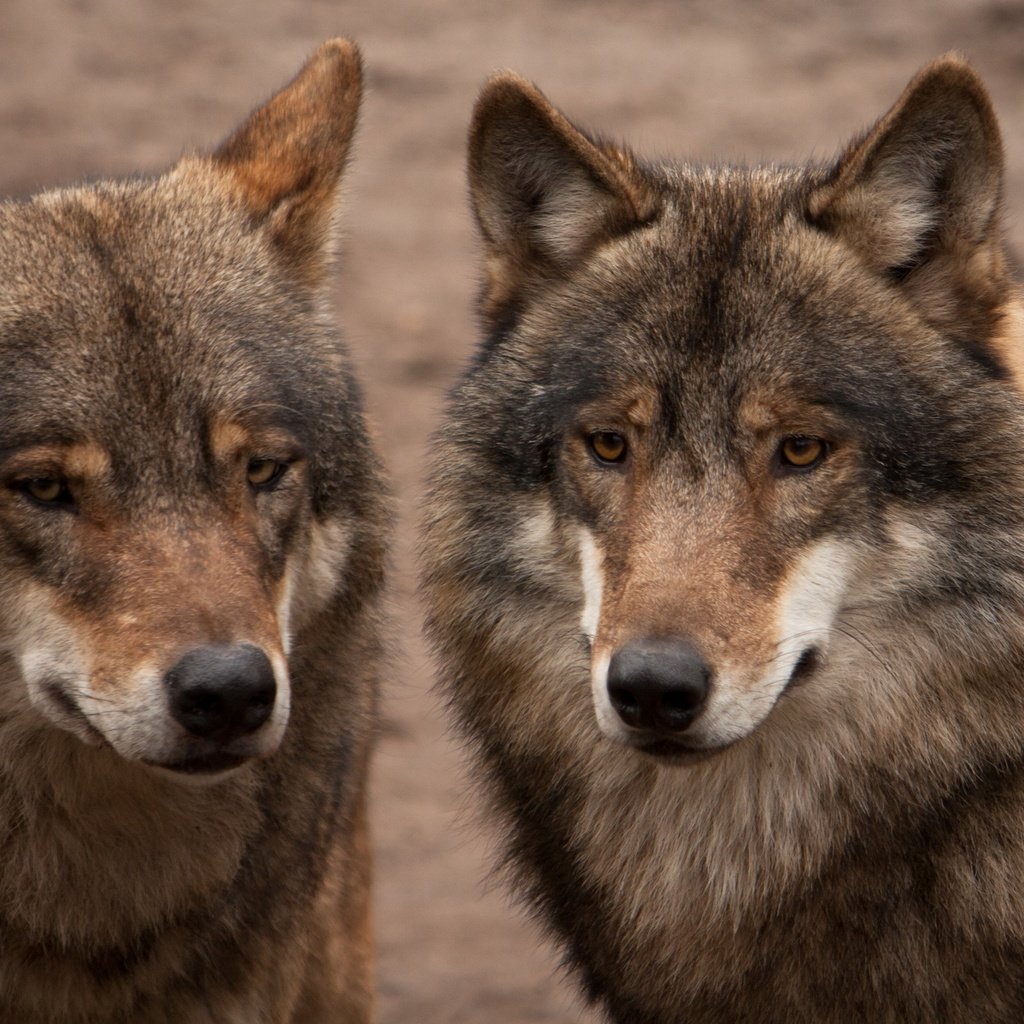 Обои серые, пара, хищники, волки, grey, pair, predators, wolves разрешение 2560x1600 Загрузить