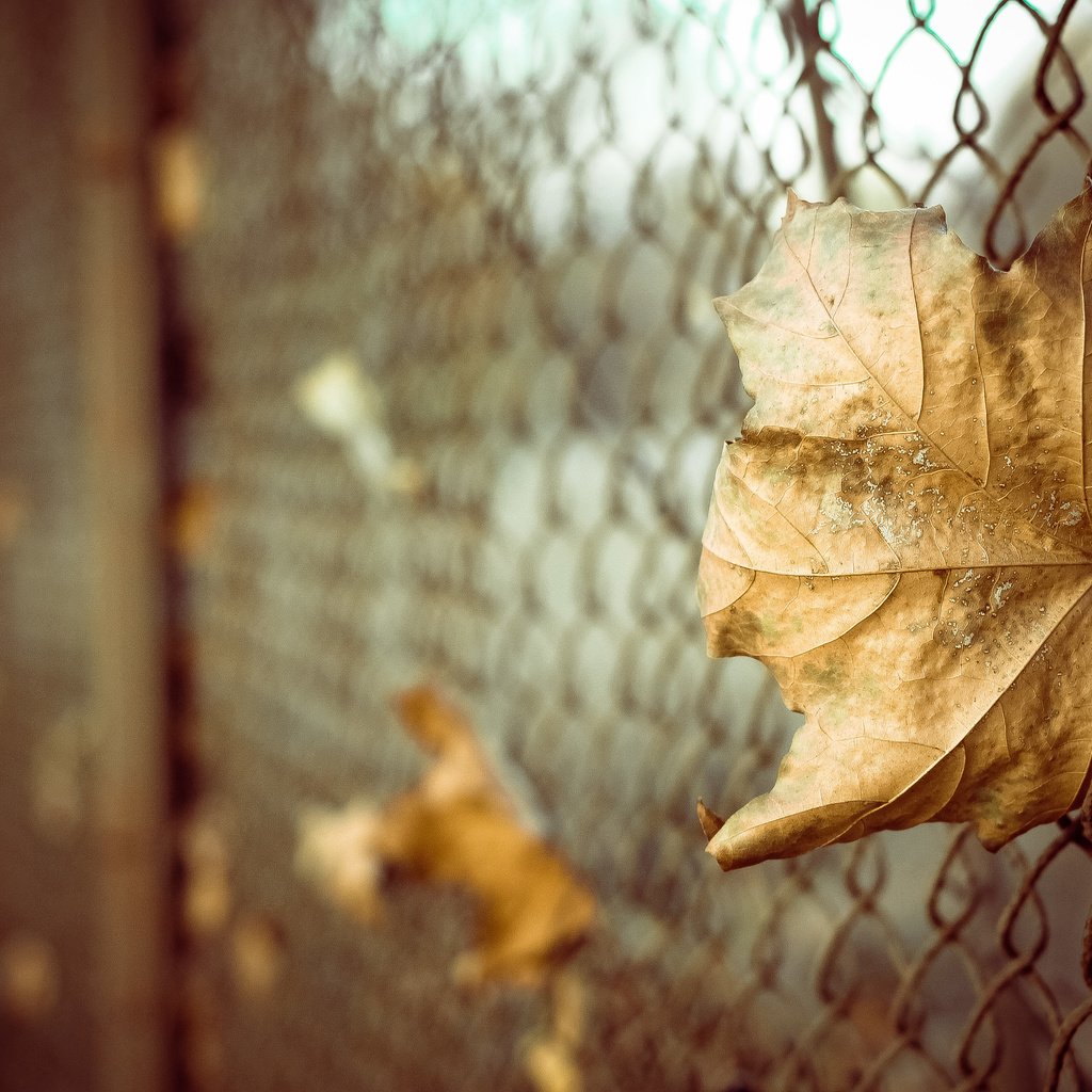 Обои листья, макро, осень, забор, лист, сетка, боке, leaves, macro, autumn, the fence, sheet, mesh, bokeh разрешение 4272x2848 Загрузить