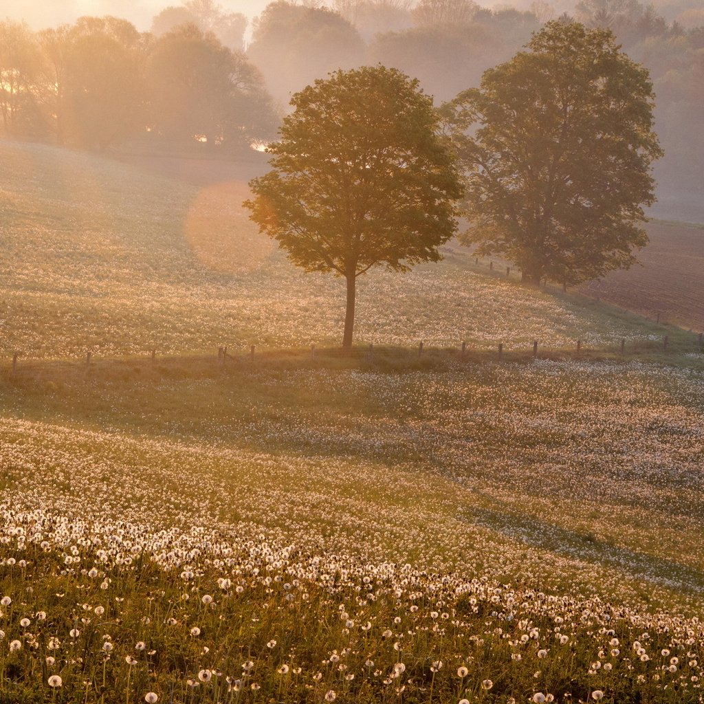 Обои закат, пейзаж, поле, одуванчики, sunset, landscape, field, dandelions разрешение 1920x1200 Загрузить