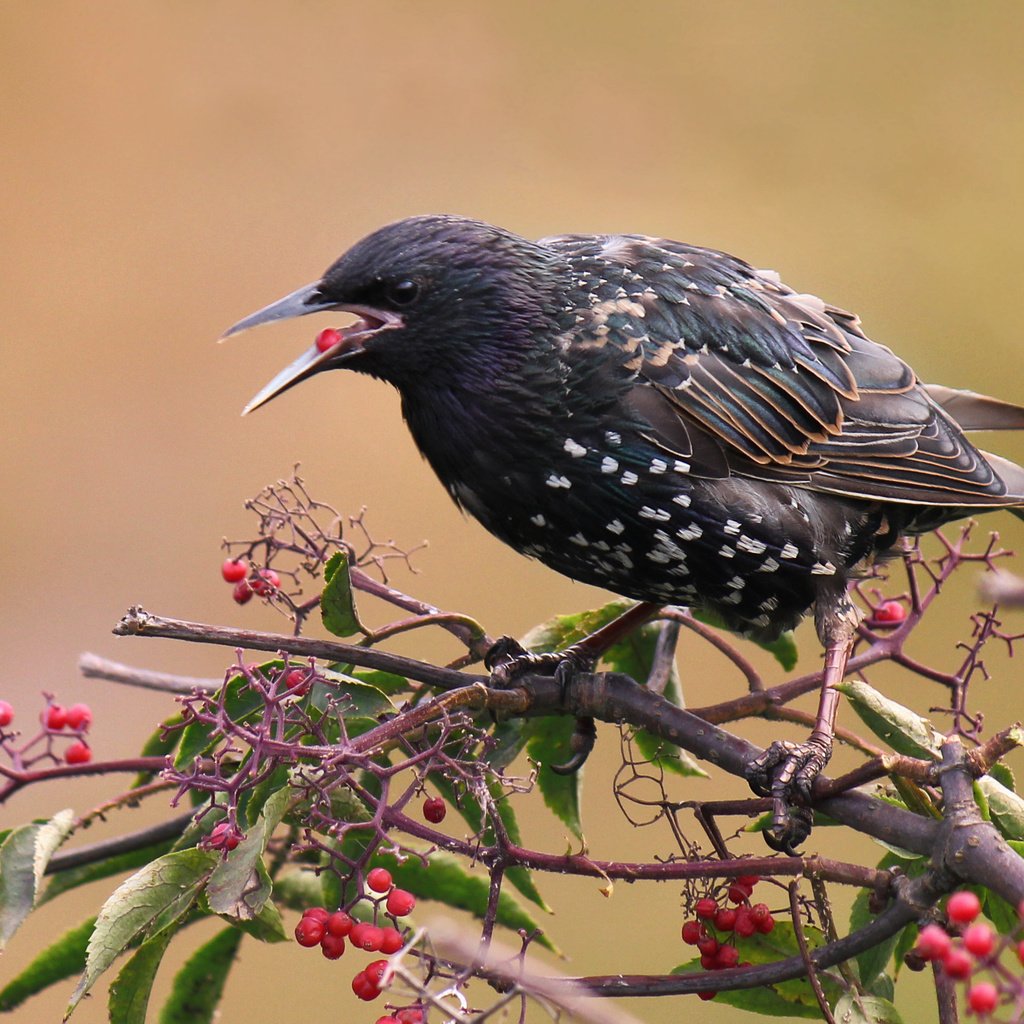 Обои ветка, листья, ягода, птицы, скворец, branch, leaves, berry, birds, starling разрешение 2877x1918 Загрузить