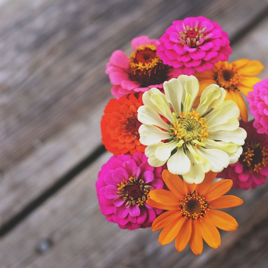 Обои цветы, макро, лепестки, букет, циния, цинии, flowers, macro, petals, bouquet, tsiniya, zinnia разрешение 4928x3264 Загрузить